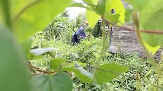 #mencari  #kayuapi di #kebun