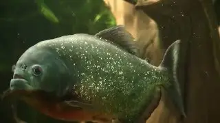 ПИРАНЬИ В АКВАРИУМЕ | Piranhas in the aquarium