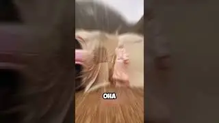 САМАЯ БОЛЬШАЯ ПАЛАТКА