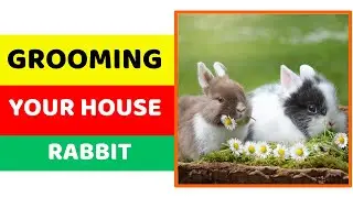 Grooming Your House Rabbit