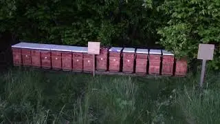 Nomad for rapeseed with six-frame harvesters.