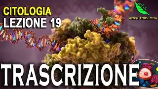La TRASCRIZIONE del DNA -Citologia lezione 19