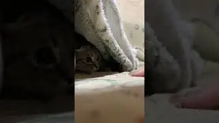 It became very cold, the cat is under the blanket, but I do not lose my vigilance