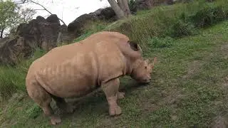 Animal Kingdom 