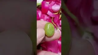 MUSTIKA SEKSI PENGERETAN 