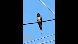 Swallows