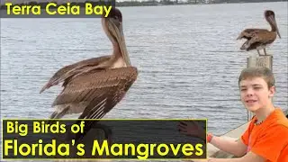 Big Birds of Florida's Mangroves