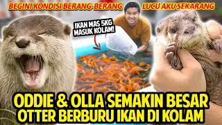 ODDIE & OLLA SI OTTER MAKIN JAGO BERBURU IKAN MAS DI KOLAM! SEMAKIN BESAR! KONDISINYA JADI BEGINI!