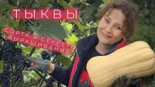 Pumpkin: Varieties and Growing Secrets I Lyudmila Kudasova's Garden