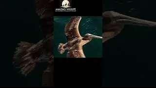 Pelican & Devil Rays 