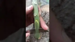 Easy and Simple way of Grafting Mango #123 #shorts
