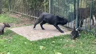 Игры щенка кане корсо и щенков минибуляшек!