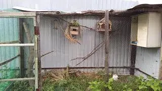 Как живут мои канарейки летом🤗