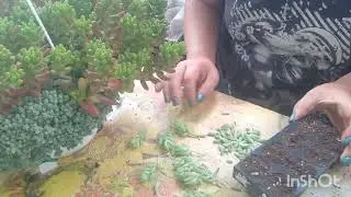 очитки седумы (дубль 2).размножение.