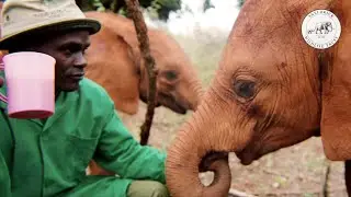 Beginnings - The Nursery | Sheldrick Trust
