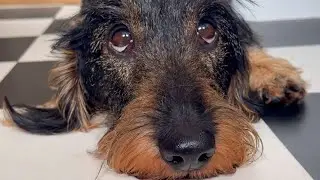 Dachshund Teddy is back home ❤️🐾