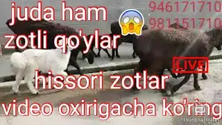 Uzbek hissori zot qo'ylari sotiladigan qo'ylar ham bor