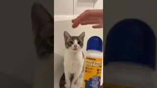 котику чистят зубы 😊😊😊