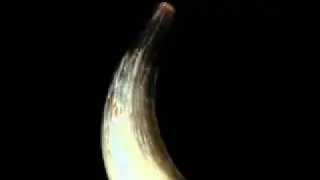 Babasonicos - Deshoras