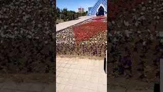 Посадка клумбы