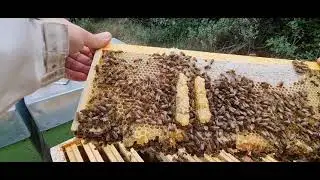 Seasonal work. strawberry tree honey harvest