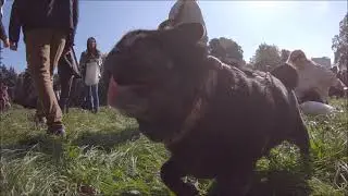 Our PUGS welcome AUTUMN in Warsaw POLAND! (MOPSIE POWITANIE JESIENI w Parku Skaryszewskim) 2021!