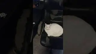 Supa chill cat part 9