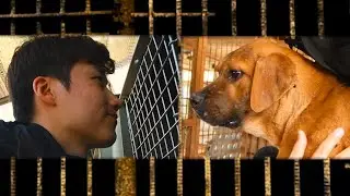 Meet Teddy, the last dog left on this dog meat farm.
