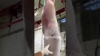 “It’s no skin off my back”-this lamb, probably