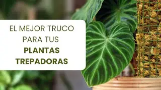 ¡Dale altura a tus plantas trepadoras! 🌿 El mejor soporte que hará que crezcan sin límites