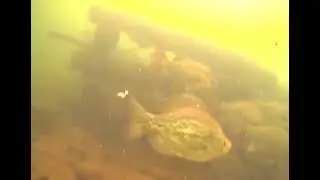 cedar lake crib fish schools and pike 2025-03-03 (only the first ~30s)