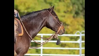 Bodenarbeit mit American Azteca Horse