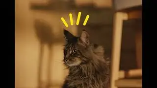 1 AdTab CRO – CAT VIDEO 11s