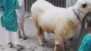 Zahid BadShah is going live!