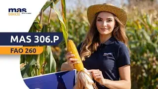 Kukurydza MAS 306.P - RAJDOWIEC NA KAŻDYM POLU