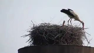 Семейство аистов в гнезде