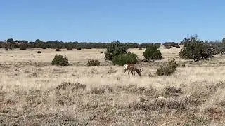 Arizona Antelope