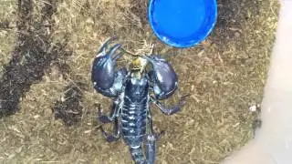 Как ест скорпион