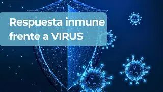 How does the immune response to viruses work?
