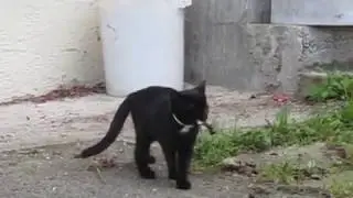 Funny Kitten with a Stick