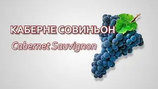 Cabernet Sauvignon grape variety