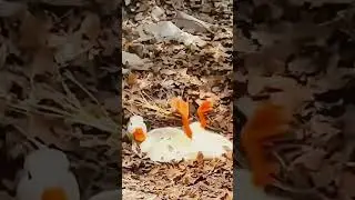 Всем пламенный привет 😁