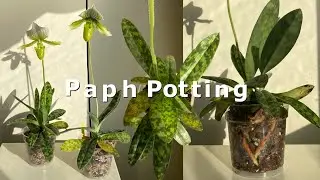 Repotting Paphiopedilum Orchids 🌸