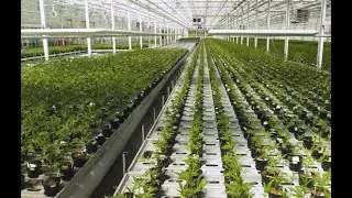 Aphria (APHA) a Strong Buy for 2020