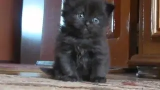 Cute kitten is sad