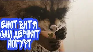 что едят еноты.енот витя ест йогурты и сам держит стакан лапками