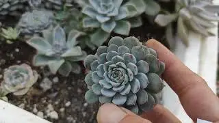 Taze söküm harika türler 😍şahane formda sukulentler😍kime gidiyor? sipariş için garden_.life🤗