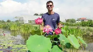 Mini Pond con Fior di Loto: come coltivare un loto sul terrazzo o in giardino