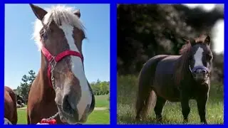 What is the biggest and smallest horse that ever lived?
