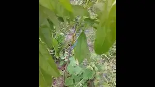 Nectarines Grafted Onto Wild Plum-Prunus Cerasifera